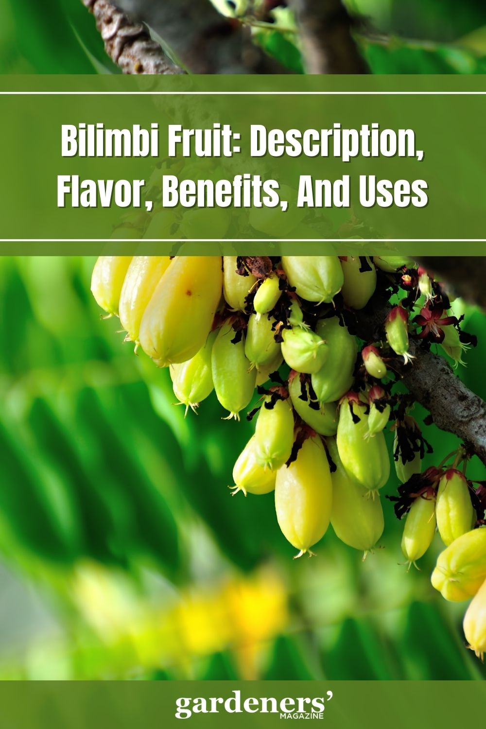 Bilimbi Fruit Description Flavor Benefits And Uses Gardeners