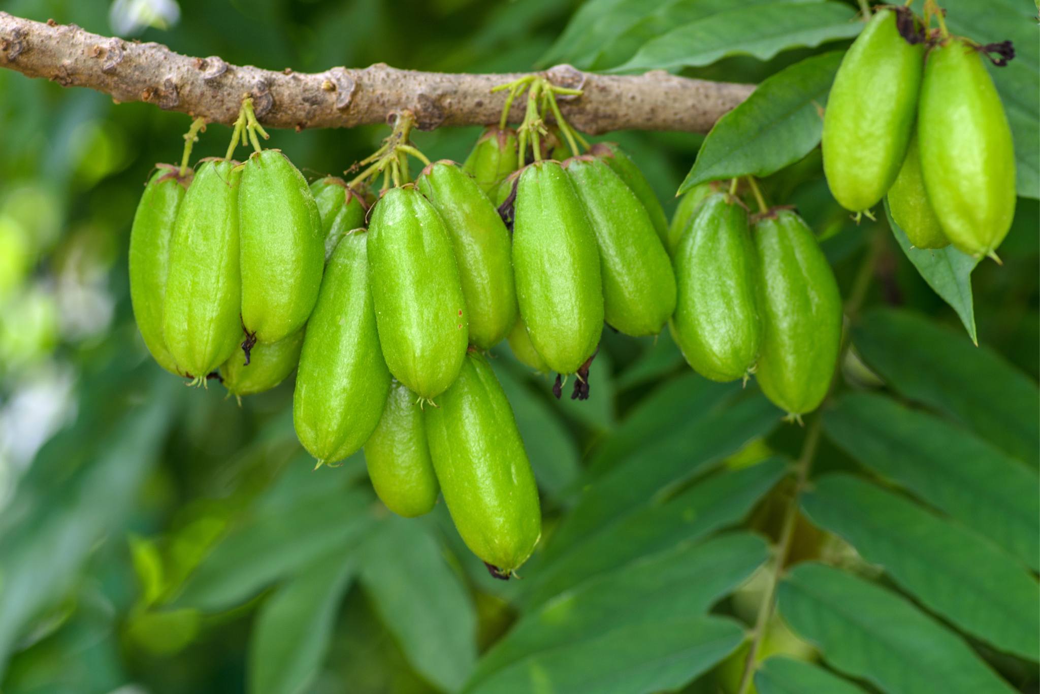 bilimbi fruit