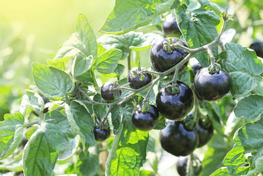 Indigo Blue Tomato Description, Flavor, Benefits, And Uses Gardeners' Magazine