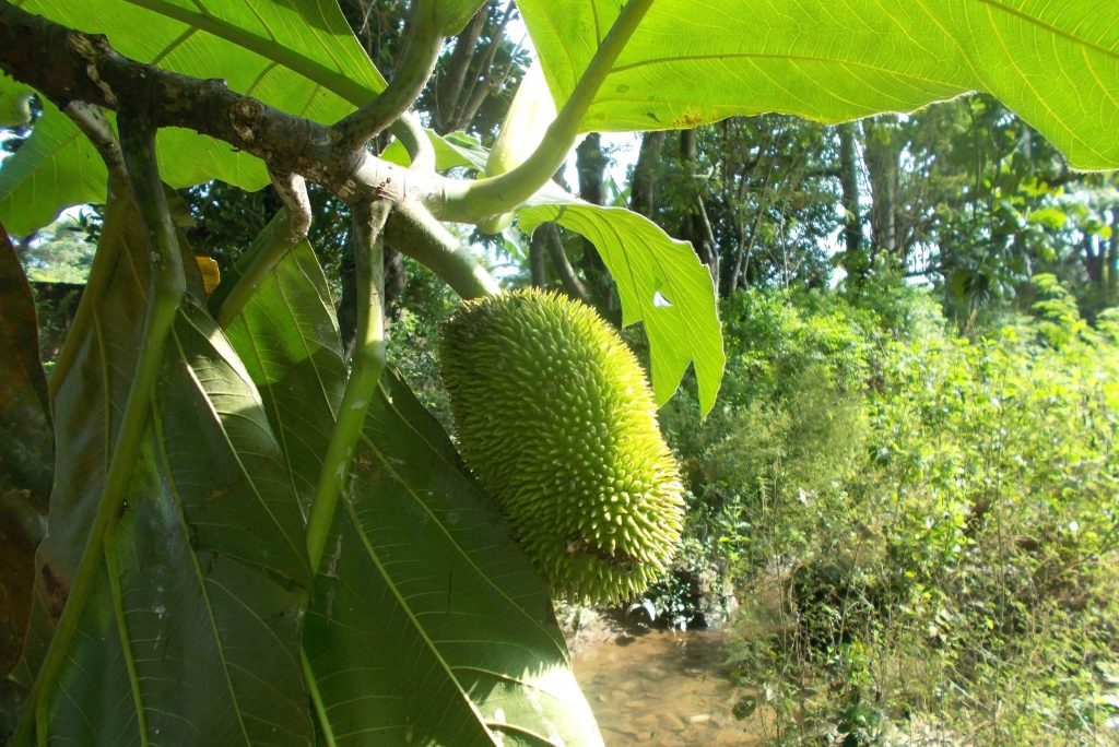 Breadnut (Kamansi) Description, Flavor, Benefits, And Uses Gardeners