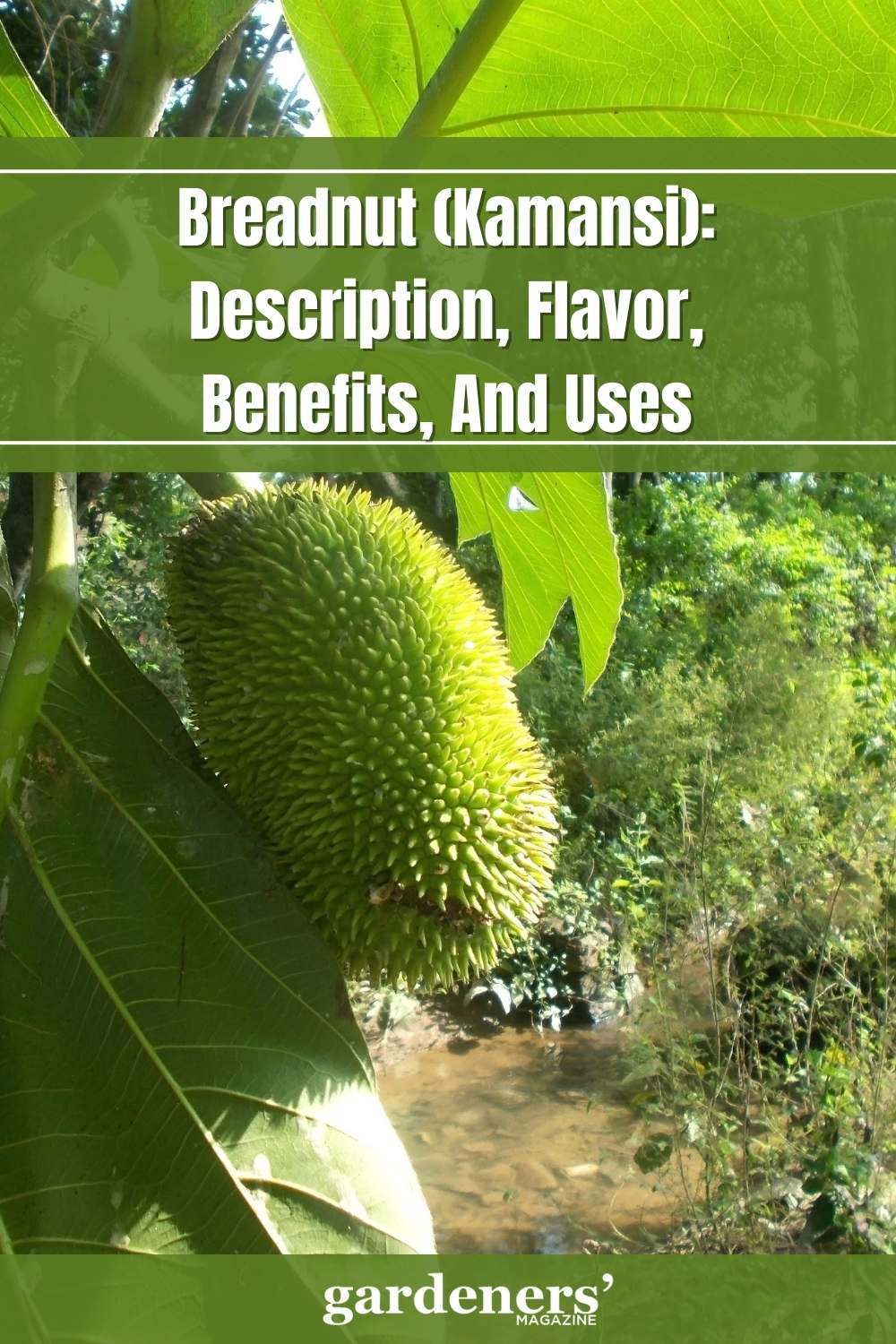 Breadnut (Kamansi) Description, Flavor, Benefits, And Uses Gardeners' Magazine
