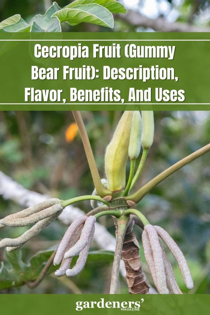cecropia fruit Description