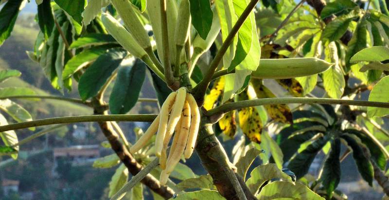 cecropia fruit uses