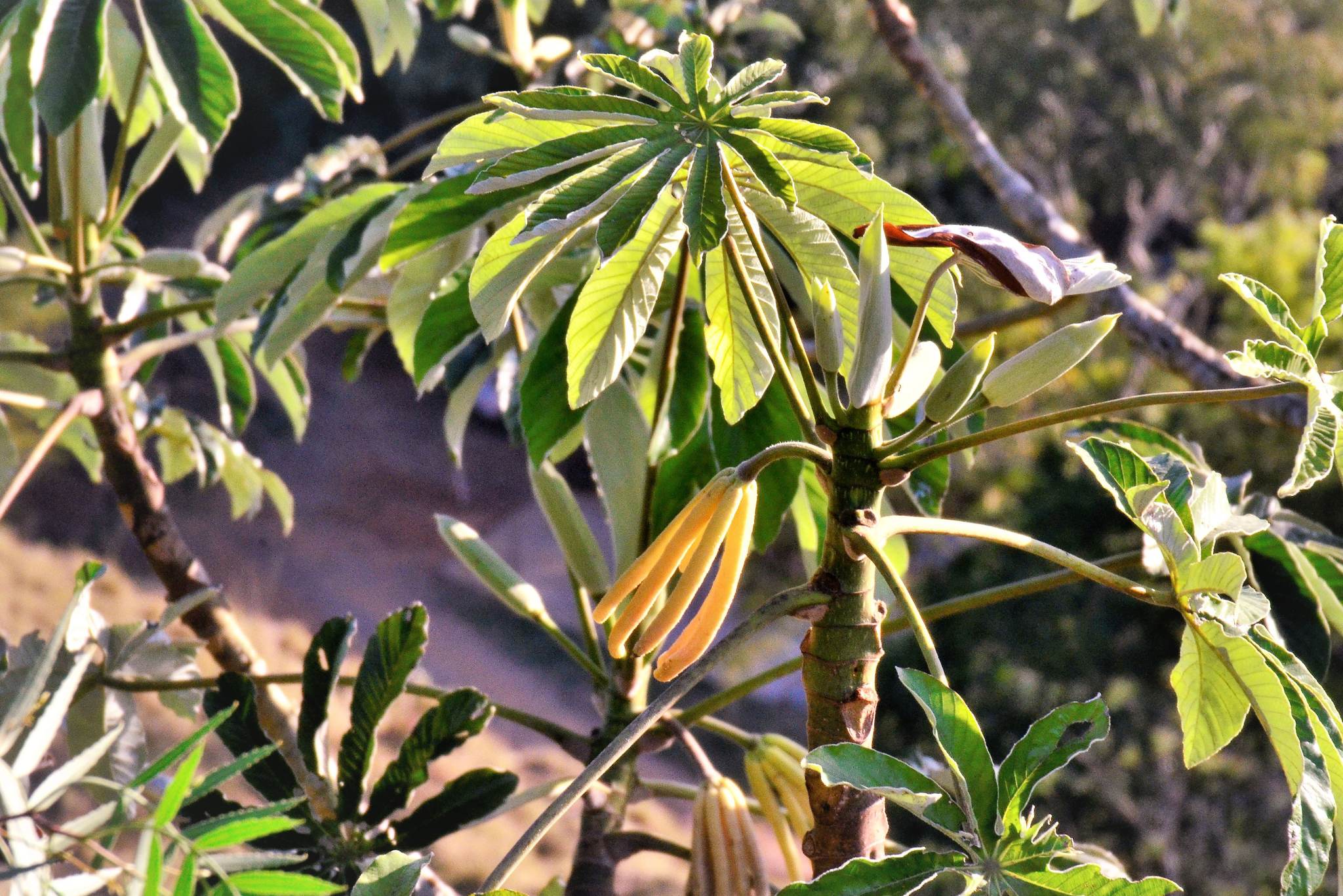 cecropia fruit