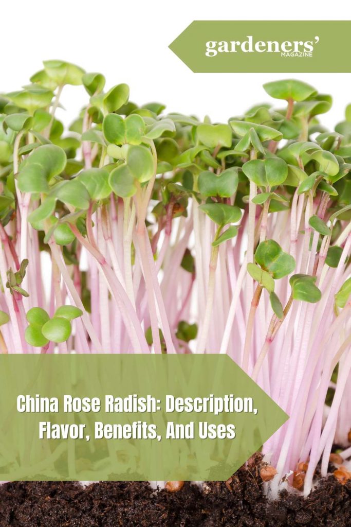 China Rose Radish Description