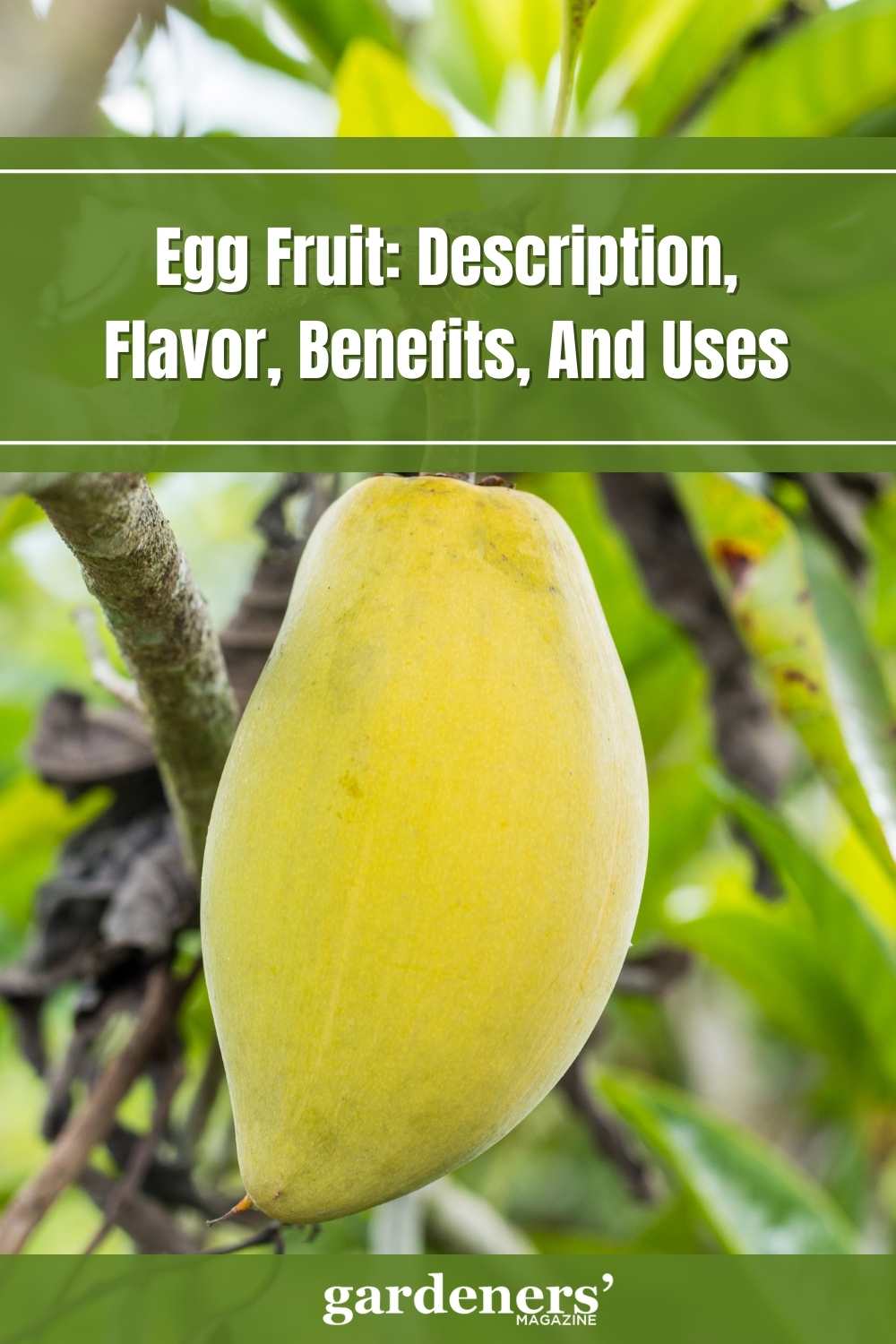Egg Fruit Description, Flavor, Benefits, And Uses Gardeners