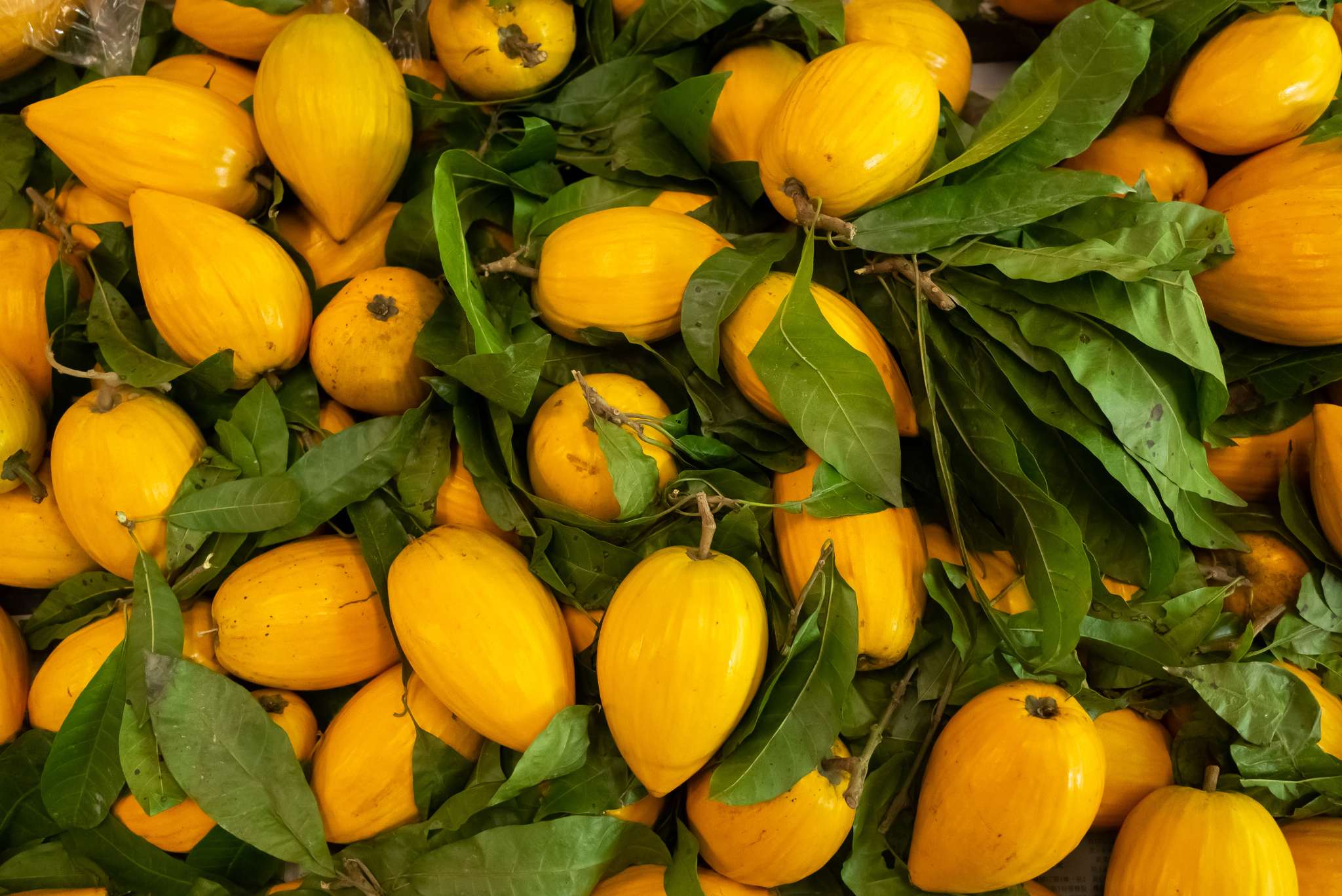 Egg Fruit