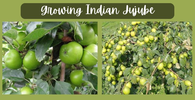 growing indian jujube