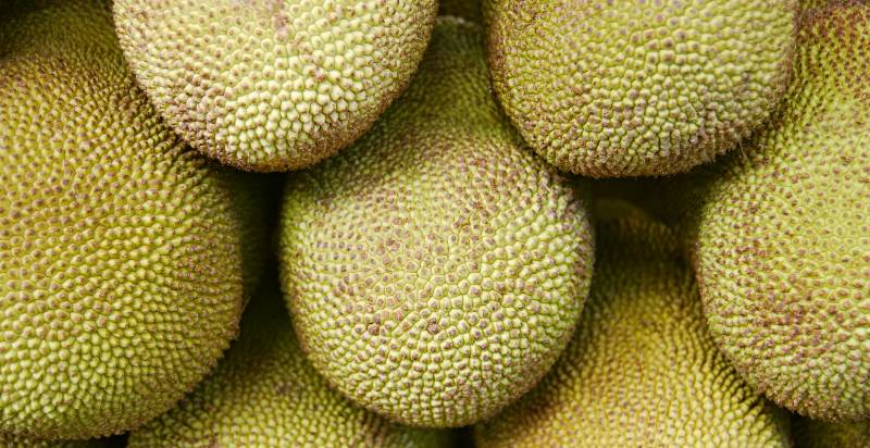 Breadnut (Kamansi): Description, Flavor, Benefits, And Uses - Gardeners ...