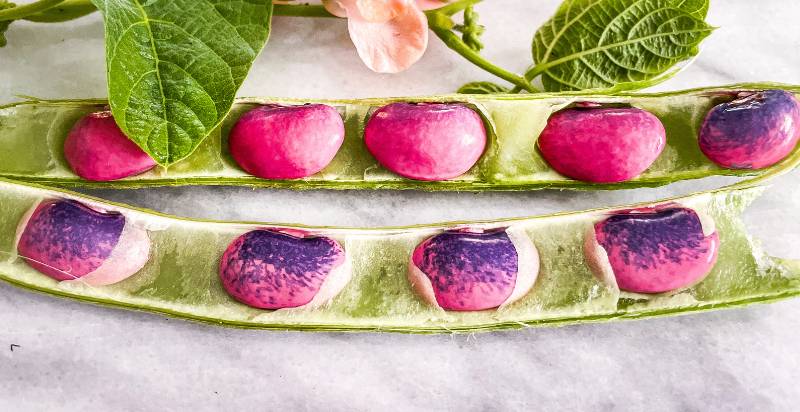 Harvested Runner Beans