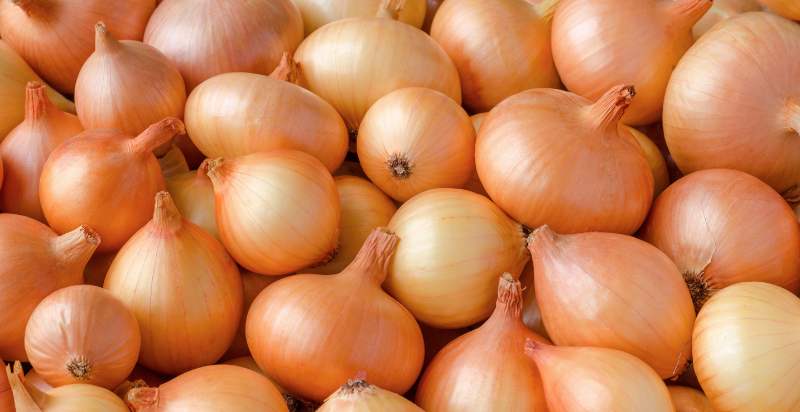 Harvested Yellow Sweet Spanish Onion