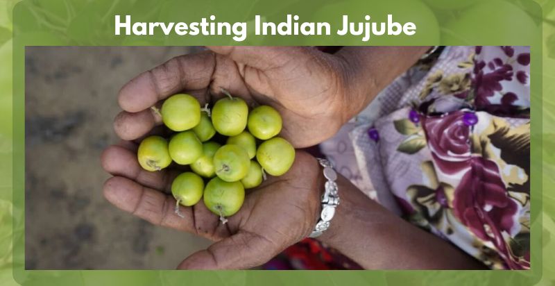 harvesting indian jujube
