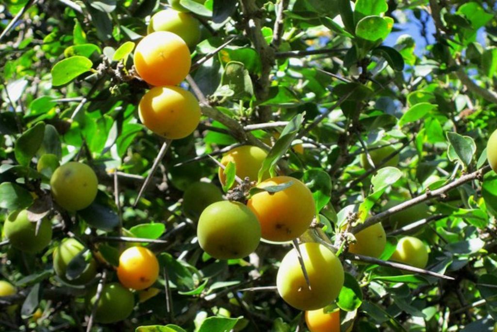 Kai Apples (Dovyalis caffra): Description, Flavor, Benefits, And Uses ...
