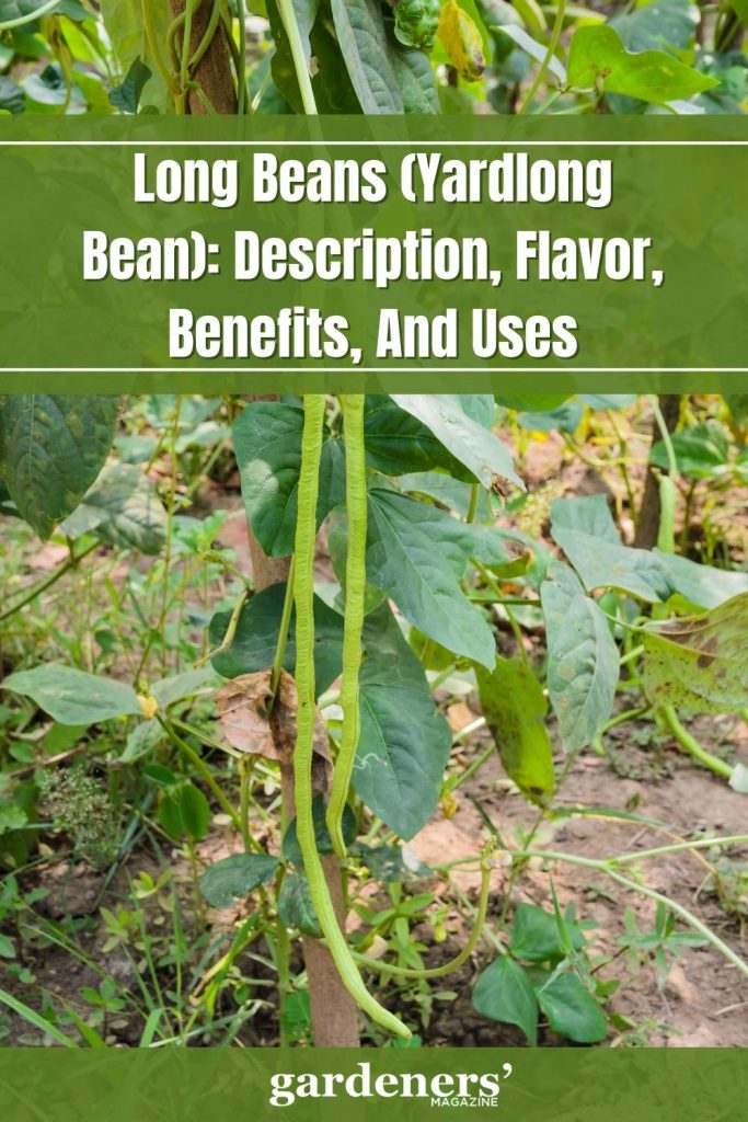 Long Beans (Yardlong Bean): Description, Flavor, Benefits, And Uses ...