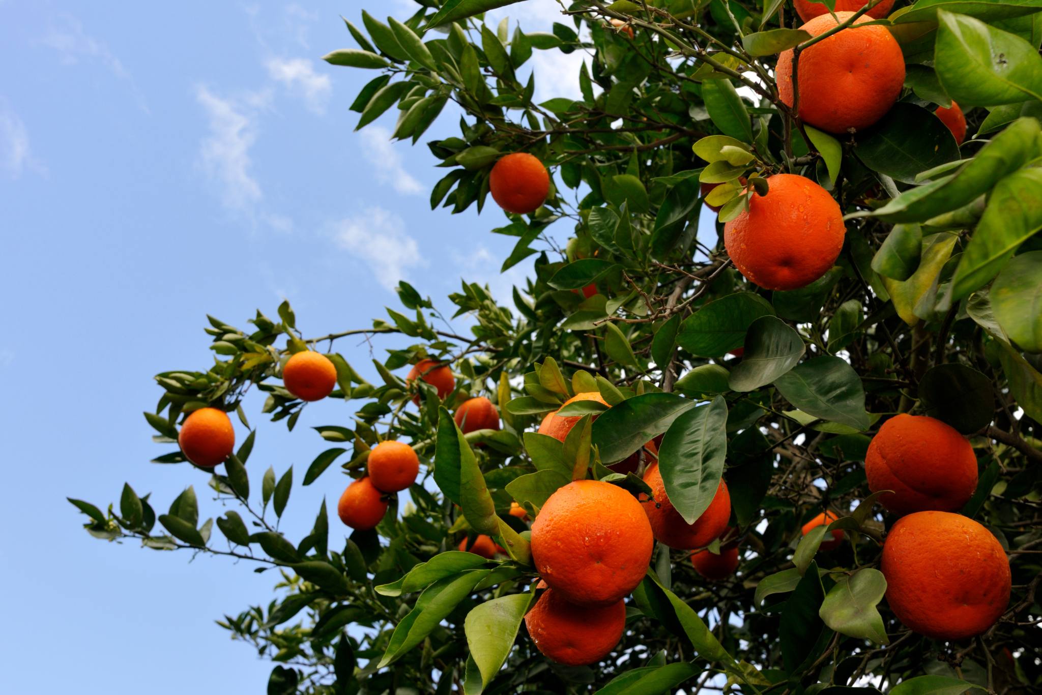 Minneola Tangelos