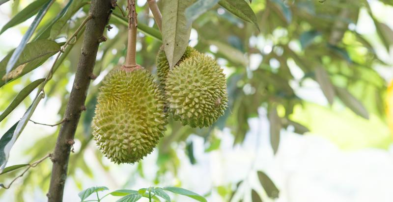 musang king durian care