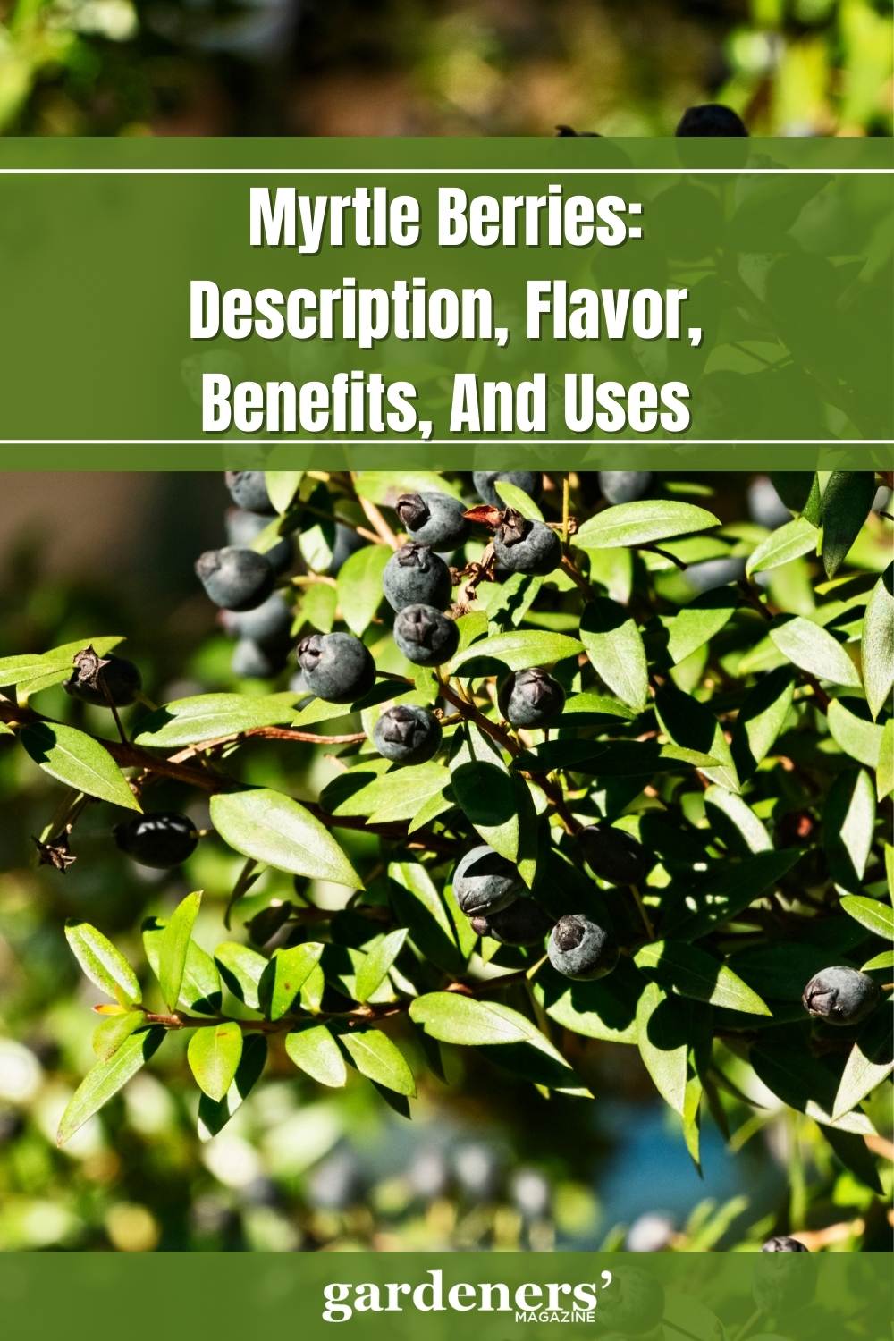 Myrtle Berries Description, Flavor, Benefits, And Uses Gardeners