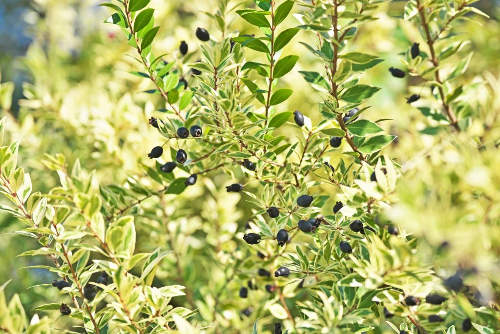 Myrtle Berries Description, Flavor, Benefits, And Uses Gardeners