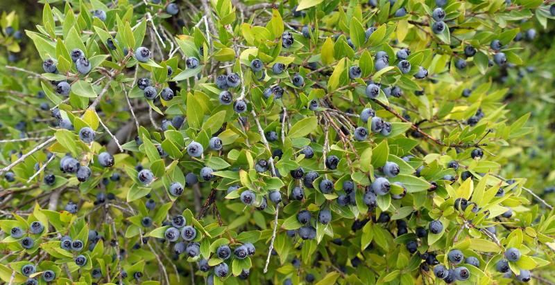 myrtle berry care