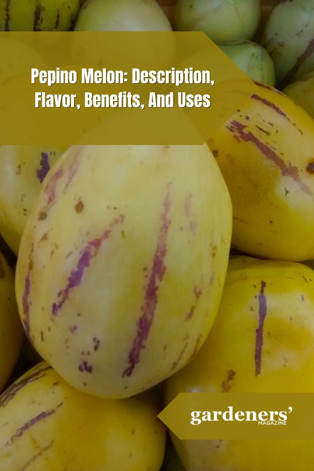 Pepino Melon Description, Flavor, Benefits, And Uses Gardeners' Magazine