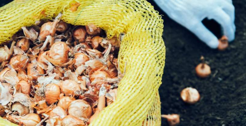 Planting Yellow Sweet Spanish Onion