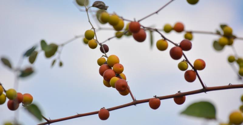 Ready to harvest Indian jujube