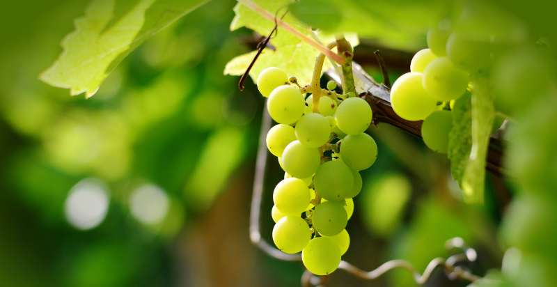 Ripe shine muscat grapes