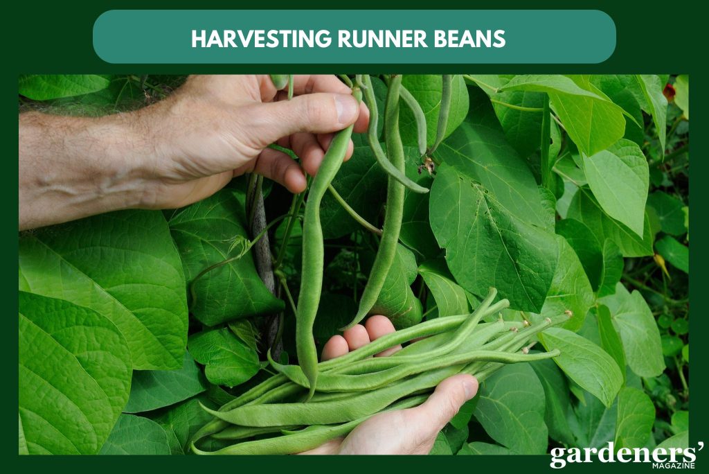 Harvesting runner beans
