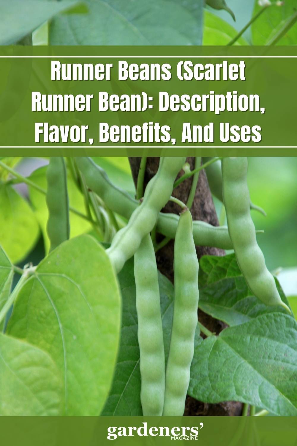 Runner Beans (Scarlet Runner Bean) Description, Flavor, Benefits, And
