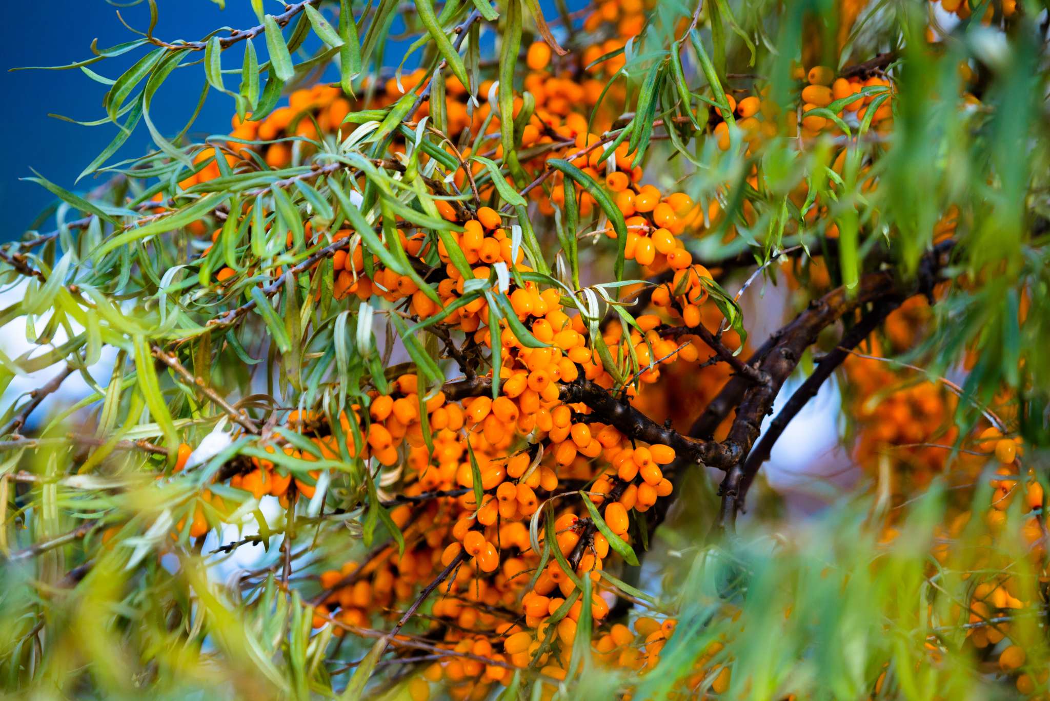 Sea Buckthorn Berries