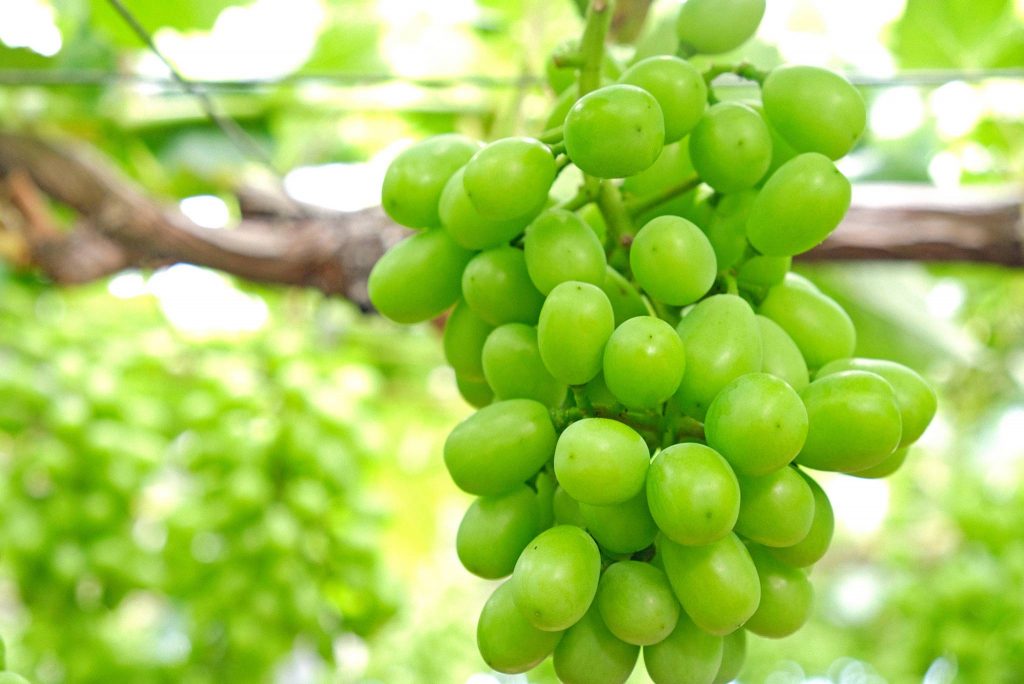 Shine Muscat Grapes (Japanese Muscat grapes) Description, Flavor