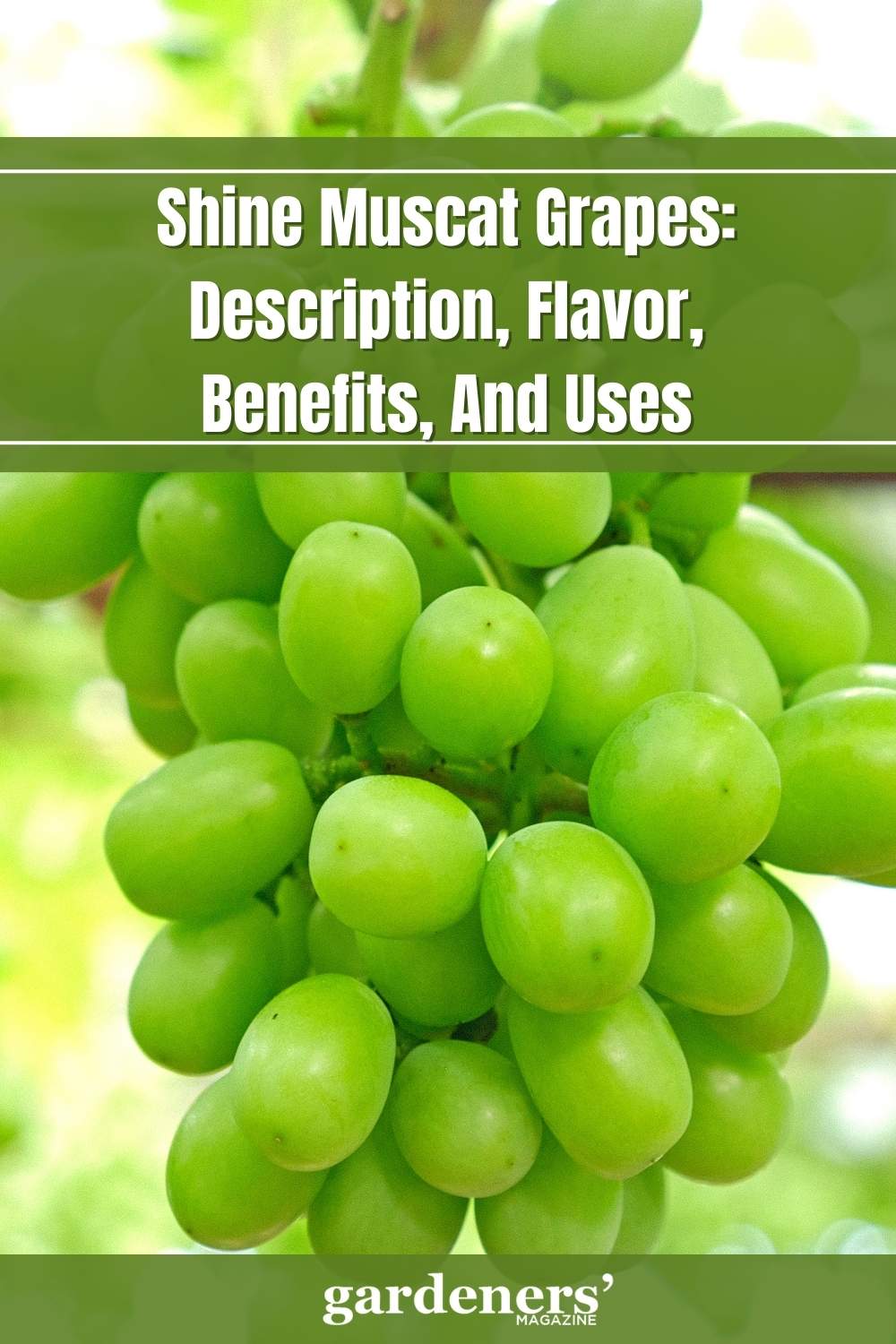Shine Muscat Grapes (Japanese Muscat grapes) Description, Flavor