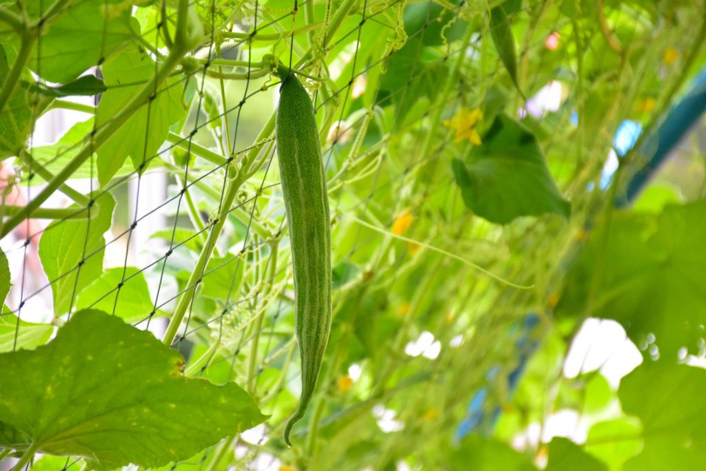 Snake Gourd (Snake Beans) Description, Flavor, Benefits, And Uses