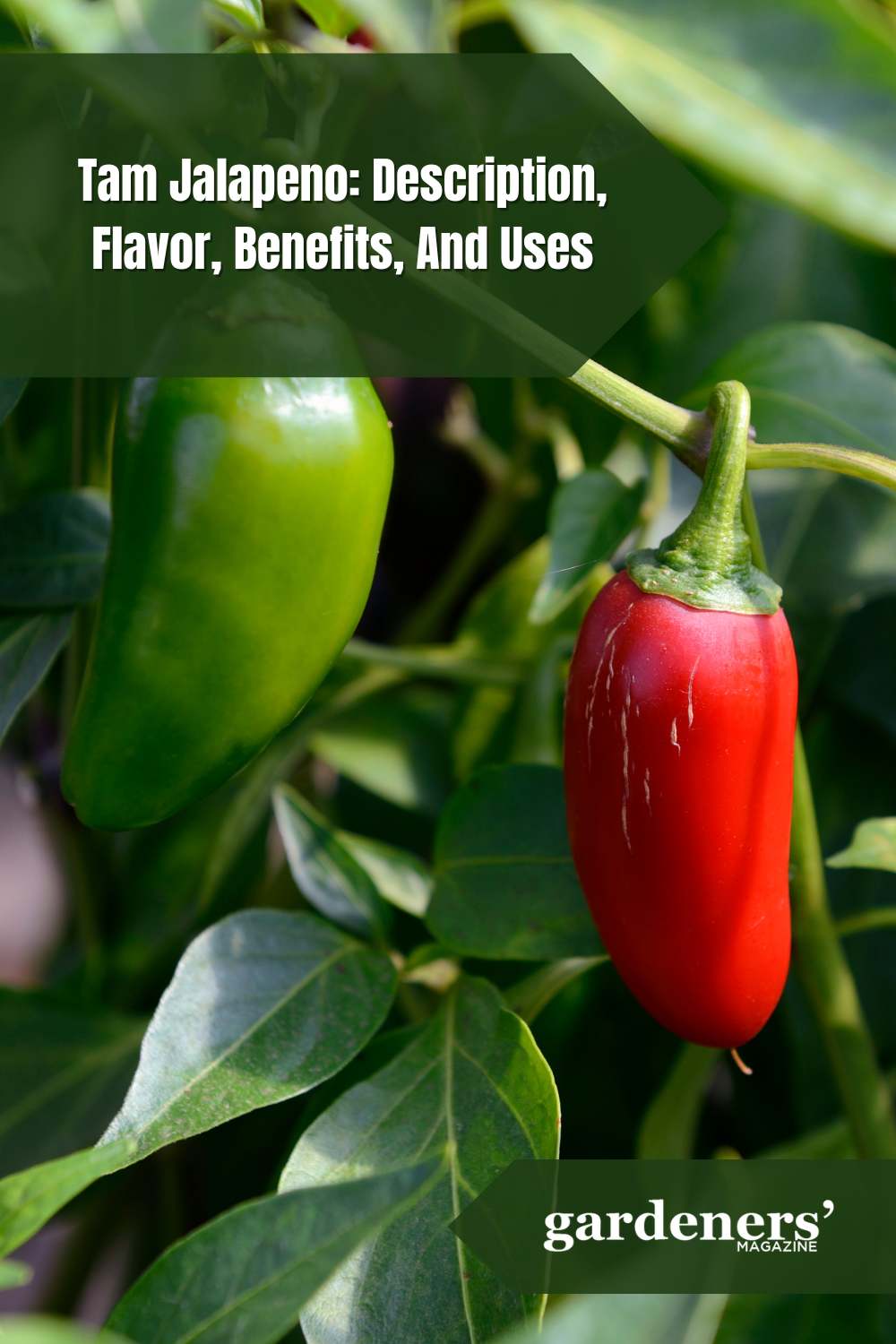 Tam Jalapeno Description, Flavor, Benefits, And Uses Gardeners' Magazine