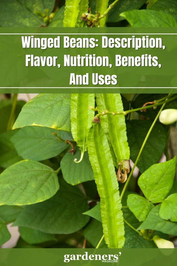 Winged Beans Description, Flavor, Nutrition, Benefits, And Uses