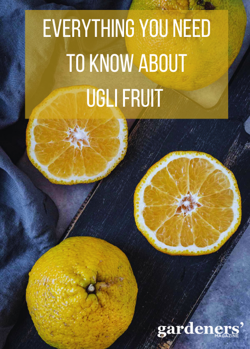 all the information about ugly fruit.