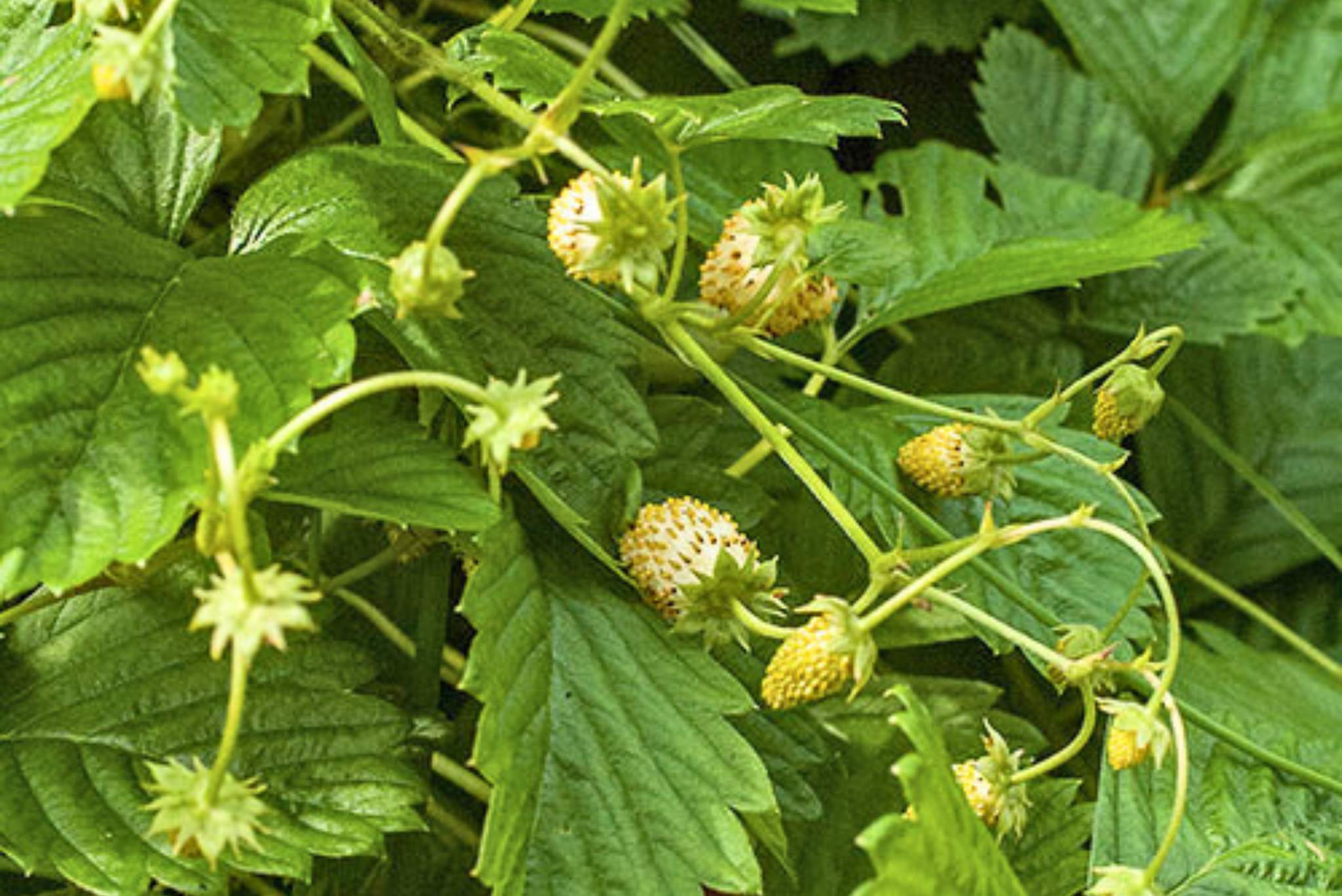 Alpine Yellow Wonder Strawberry