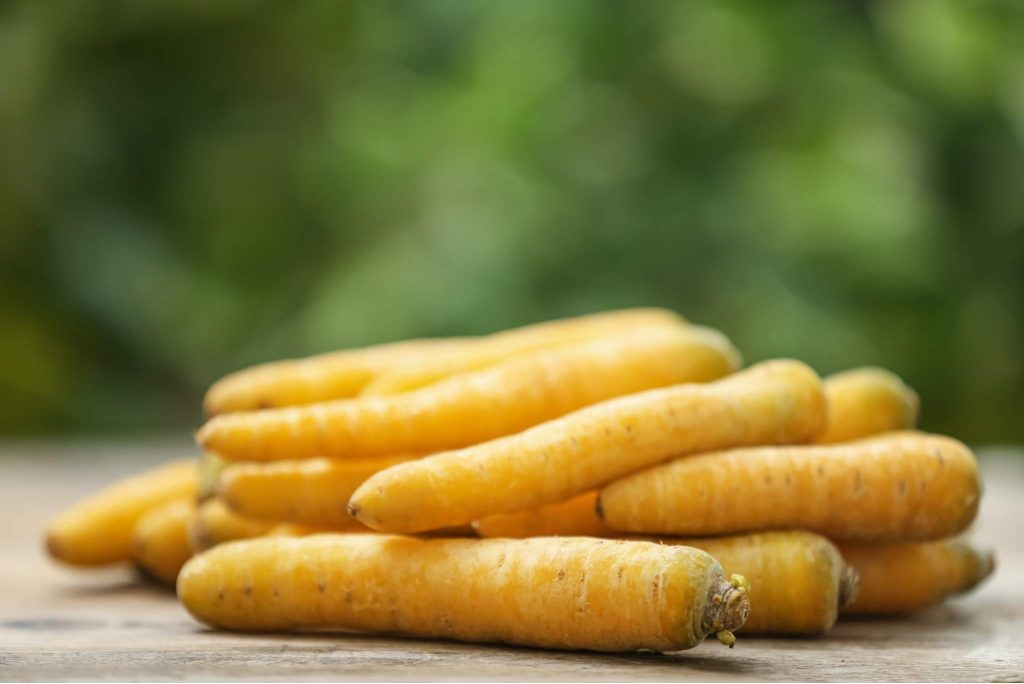 Amarillo Carrot Description, Flavor, Benefits, And Uses Gardeners