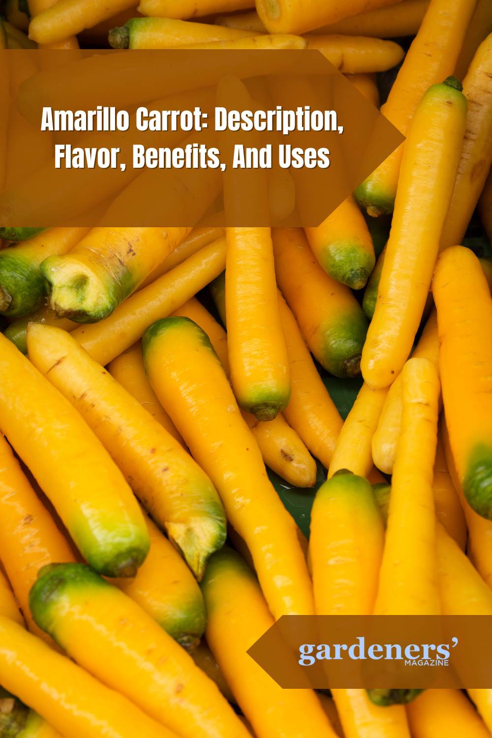Amarillo Carrot Description, Flavor, Benefits, And Uses Gardeners
