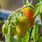 amish paste tomato