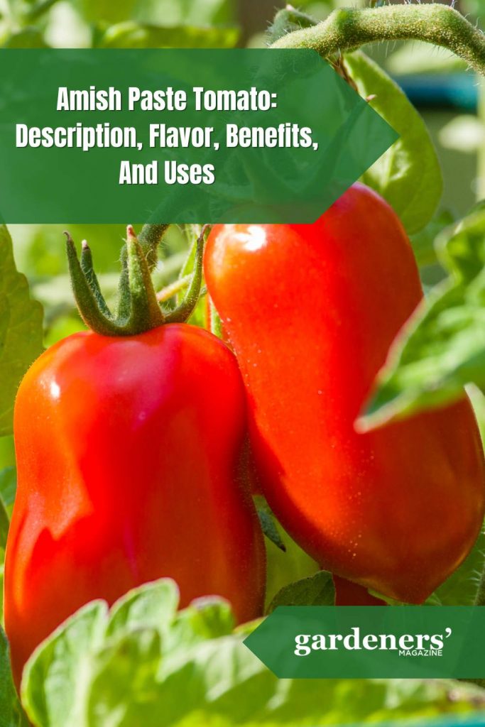 amish paste tomato Description