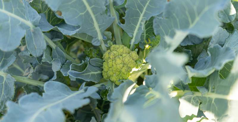 Apperance of Green Cauliflower