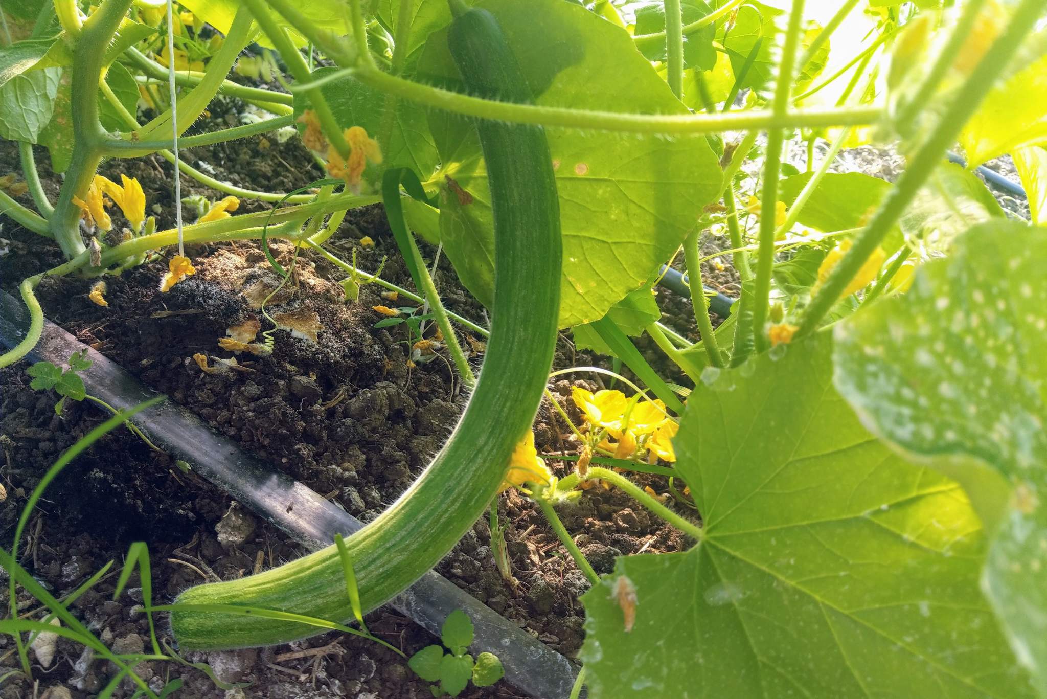 armenian cucumber