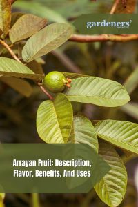 Arrayan Fruit: Description, Flavor, Benefits, And Uses - Gardeners ...