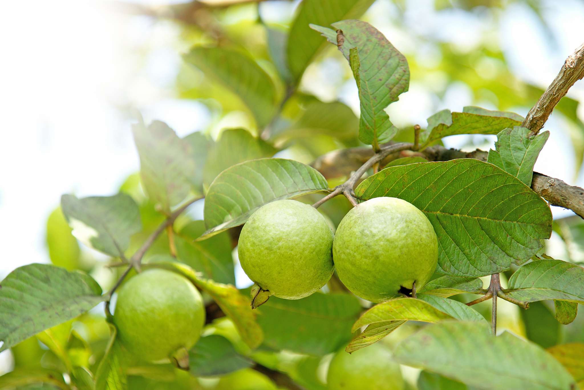 Arrayan Fruit