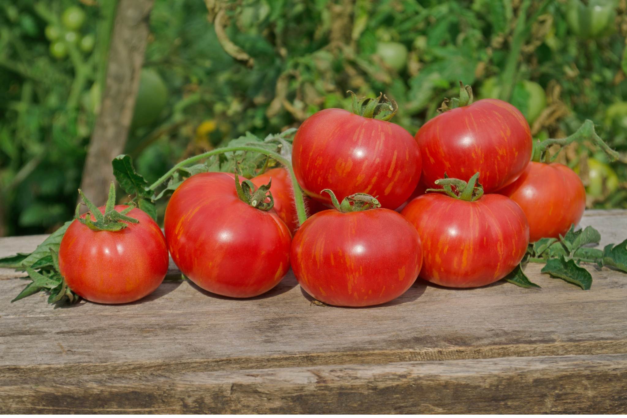 Pink Berkeley Tie Dye Tomato