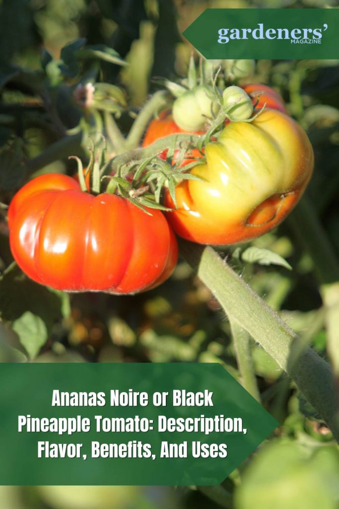 Black Pineapple Tomato Description