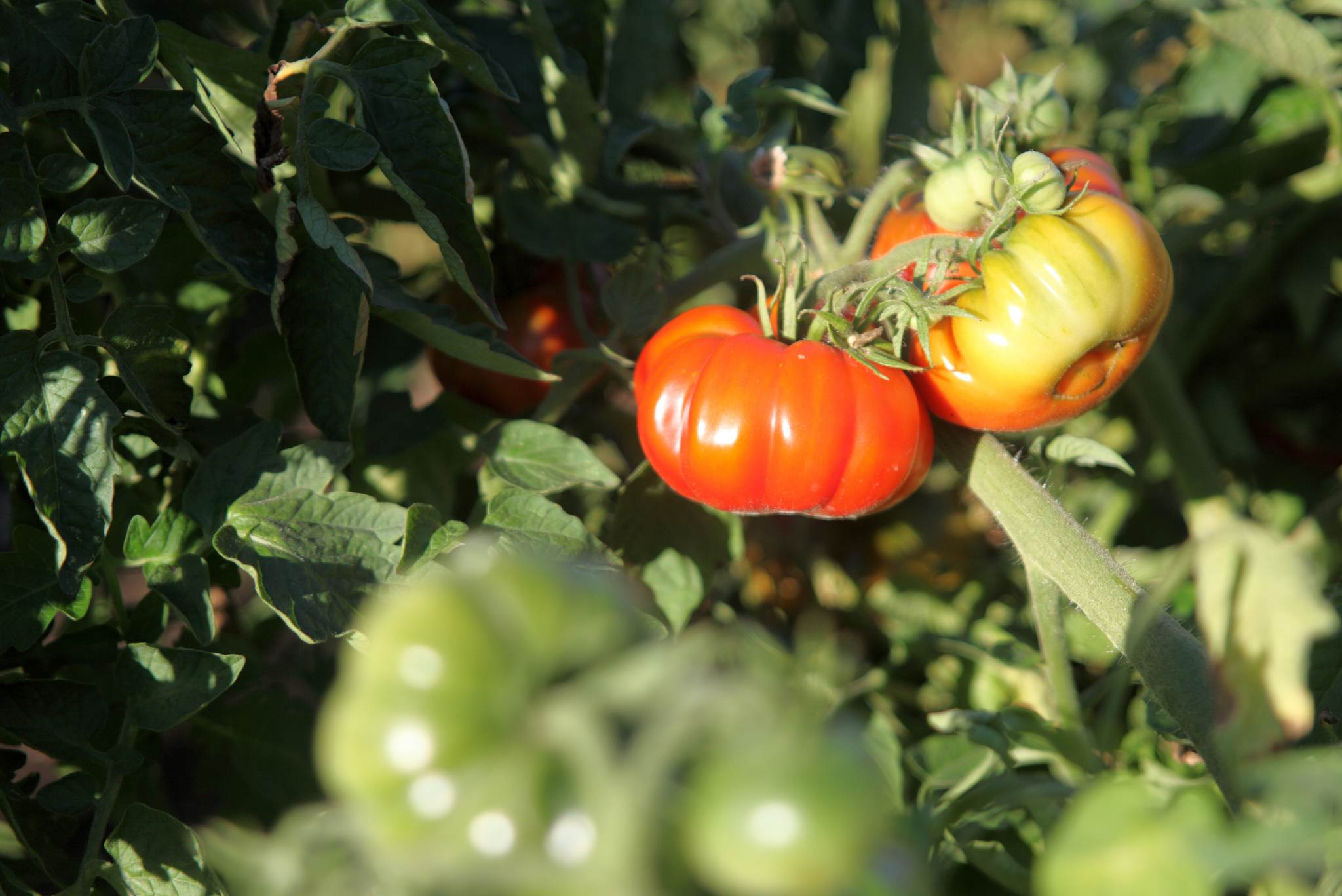 Black Pineapple Tomato