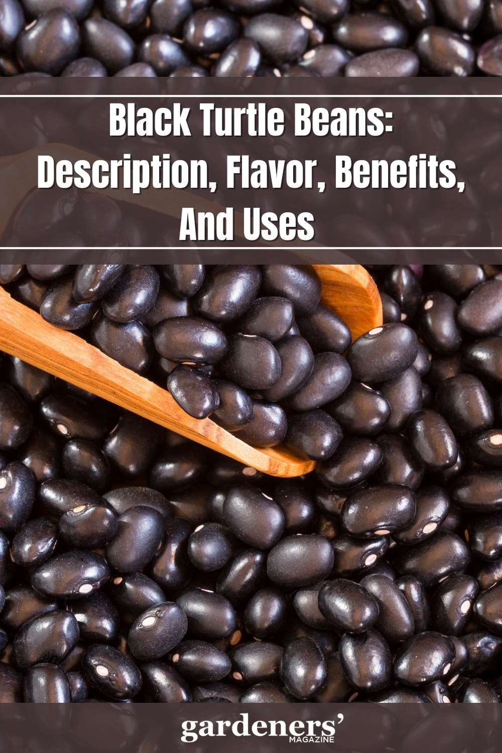 Black Turtle Beans Description, Flavor, Benefits, And Uses Gardeners