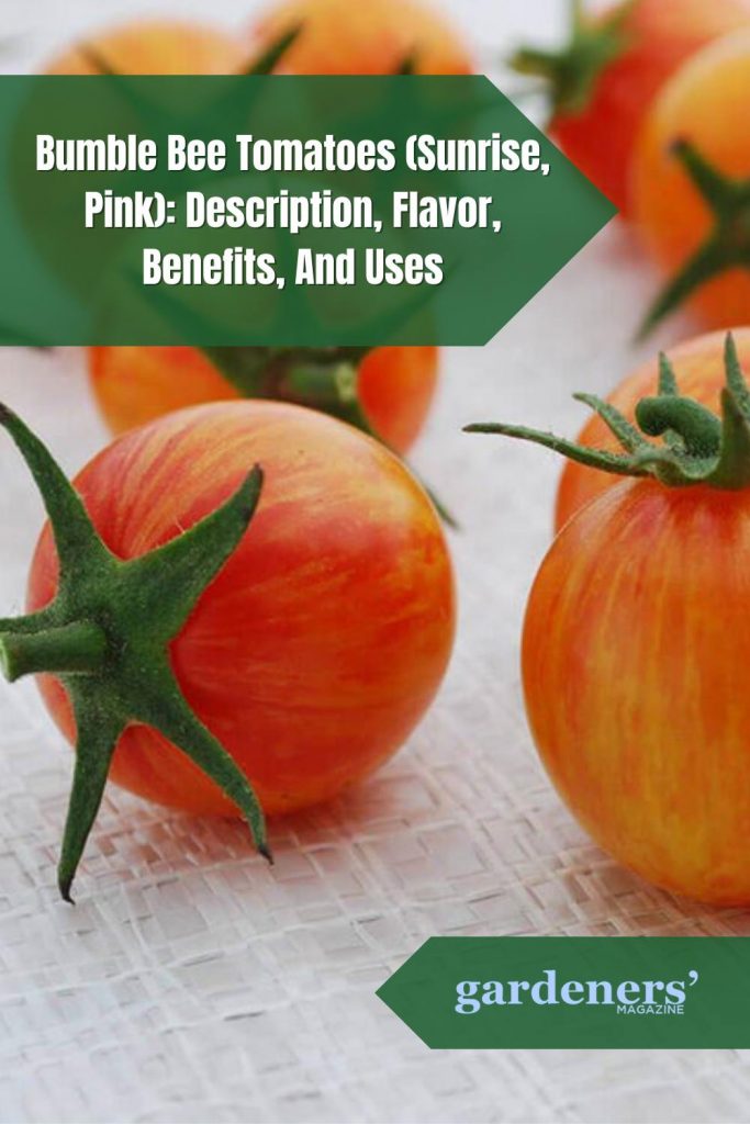 Bumble Bee Tomatoes (Sunrise, Pink) Description, Flavor, Benefits, And